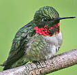 Colibri à gorge rubis