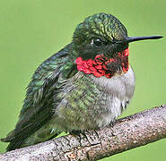 Ruby-throated Hummingbird