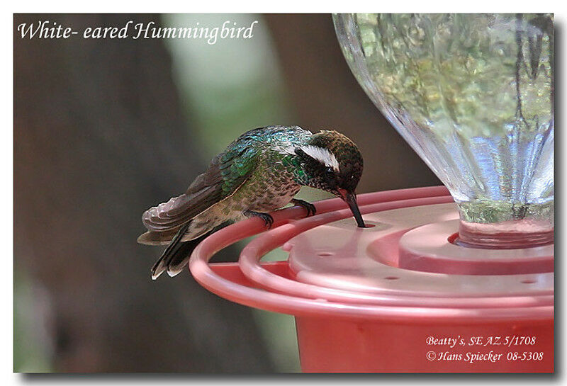 Colibri à oreilles blanches
