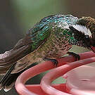Colibri à oreilles blanches