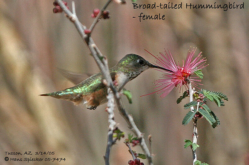 Colibri à queue large