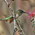 Colibri à queue large