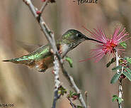 Colibri à queue large