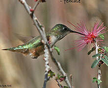 Colibri à queue large