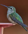 Colibri à queue large