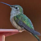Colibri à queue large