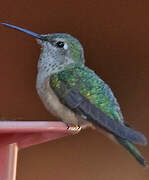 Colibri à queue large