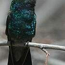 Colibri circé