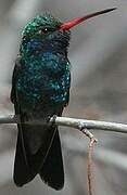 Broad-billed Hummingbird