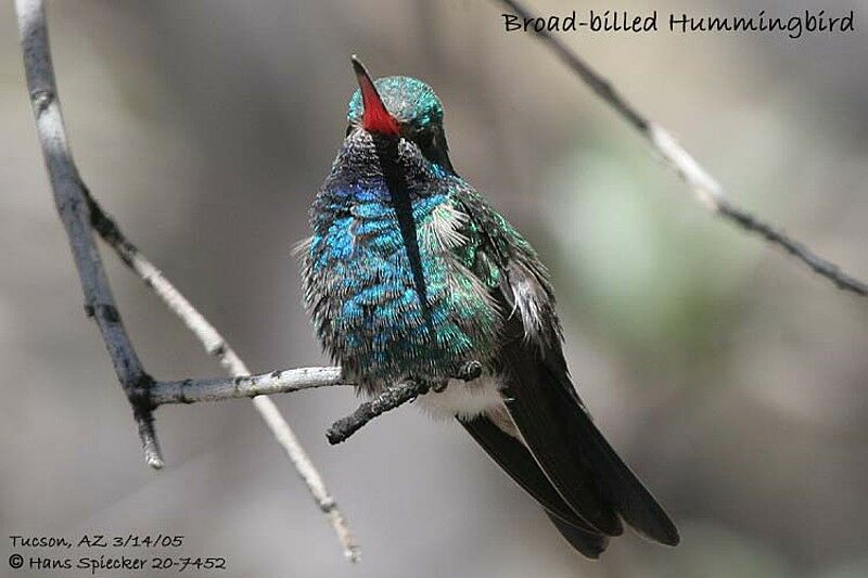 Broad-billed Hummingbird