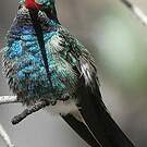 Colibri circé