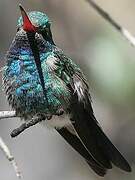 Broad-billed Hummingbird