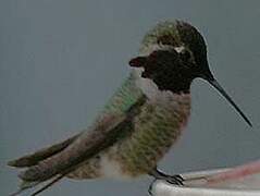 Anna's Hummingbird