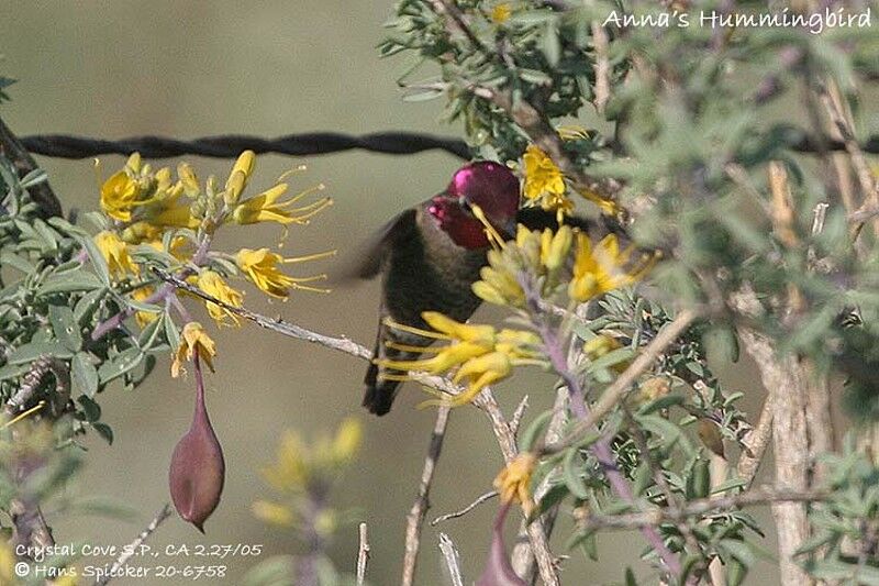 Colibri d'Anna