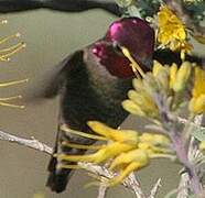 Anna's Hummingbird