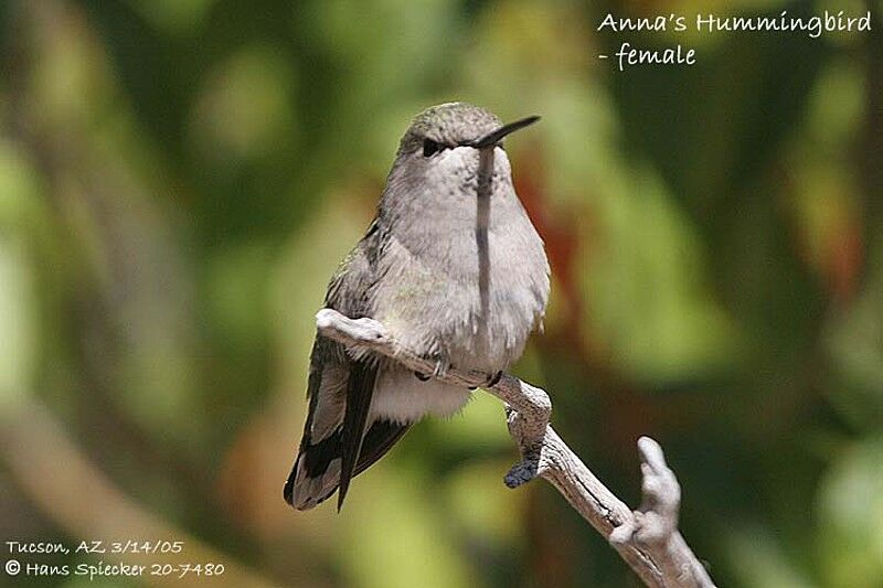 Colibri d'Anna