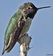 Anna's Hummingbird