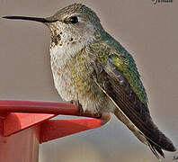 Anna's Hummingbird