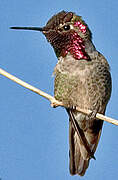 Anna's Hummingbird