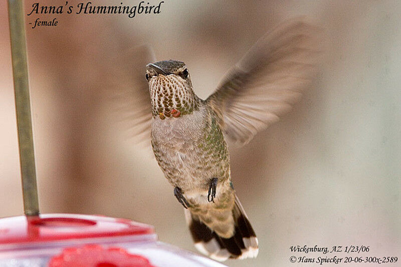 Colibri d'Anna femelle adulte