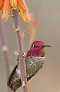 Anna's Hummingbird