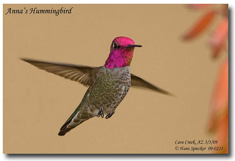 Anna's Hummingbird male adult