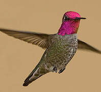 Anna's Hummingbird