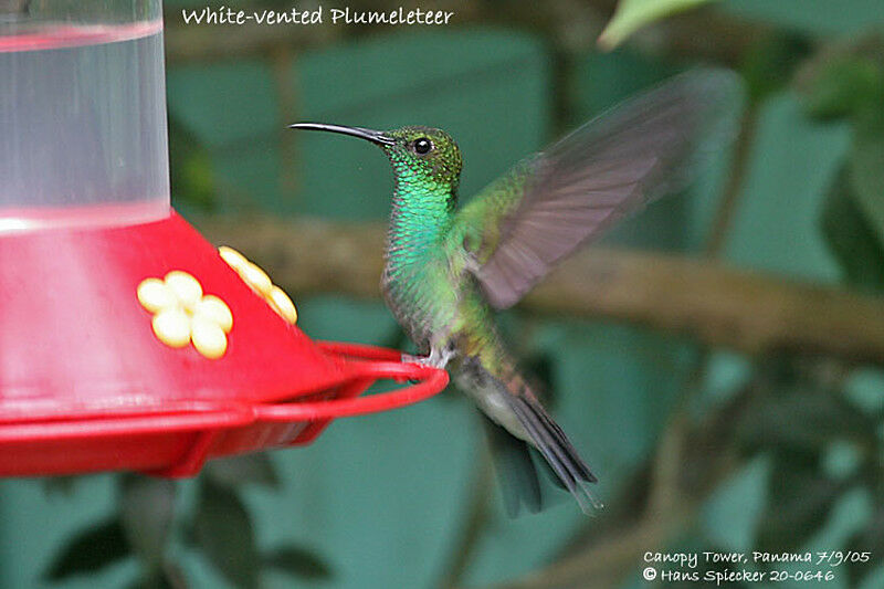 White-vented Plumeleteer