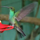 Colibri de Buffon