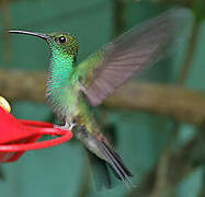 Colibri de Buffon