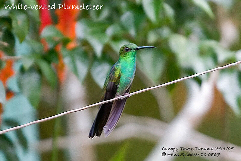 White-vented Plumeleteer