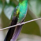 Colibri de Buffon