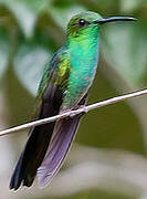 Colibri de Buffon