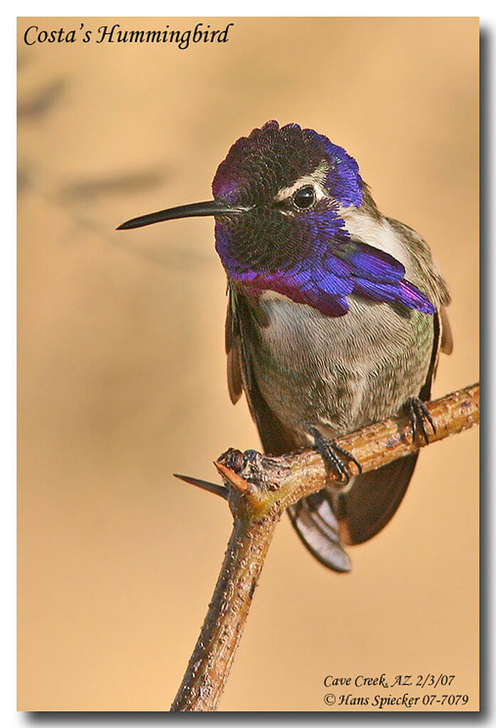 Colibri de Costa mâle adulte