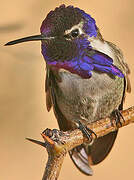 Costa's Hummingbird