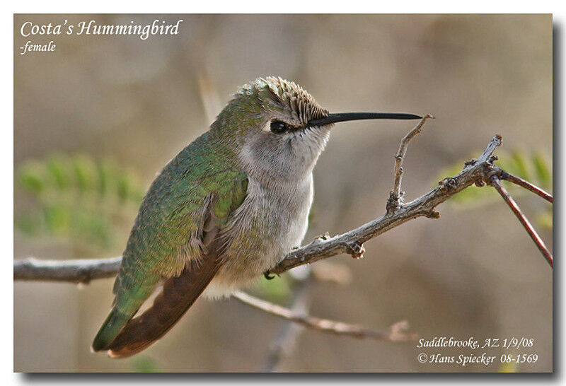 Colibri de Costa femelle adulte