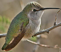 Costa's Hummingbird