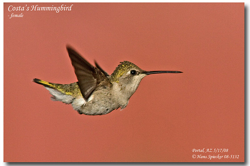 Colibri de Costa femelle