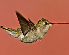 Costa's Hummingbird