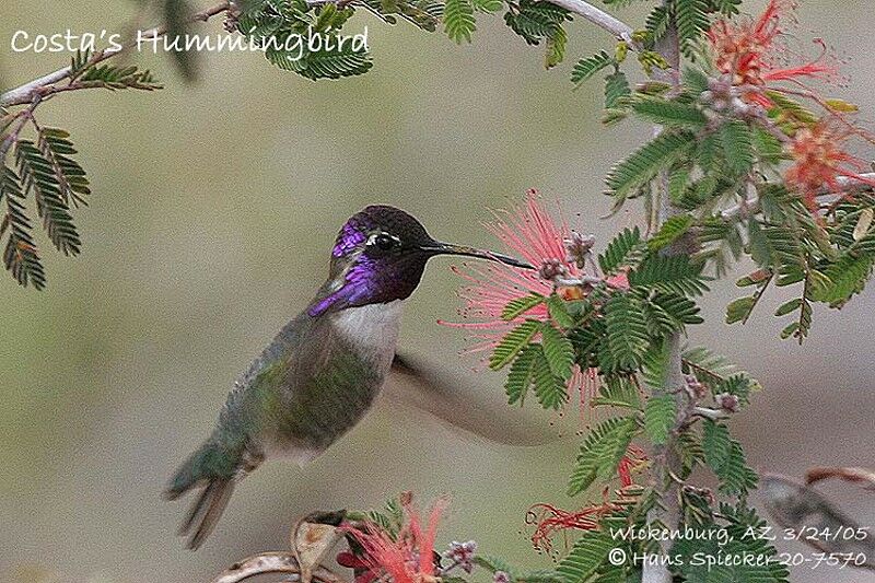 Colibri de Costa