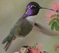 Costa's Hummingbird