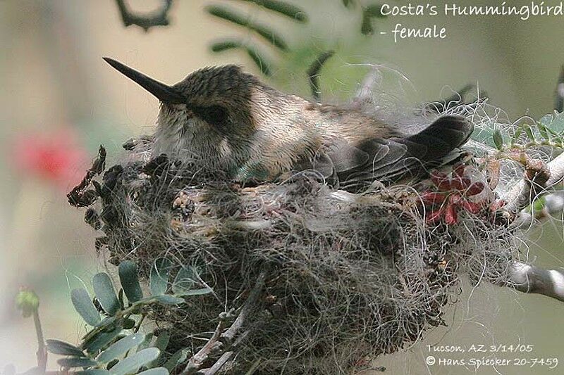 Costa's Hummingbird