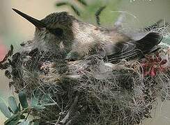 Costa's Hummingbird