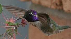 Colibri de Costa