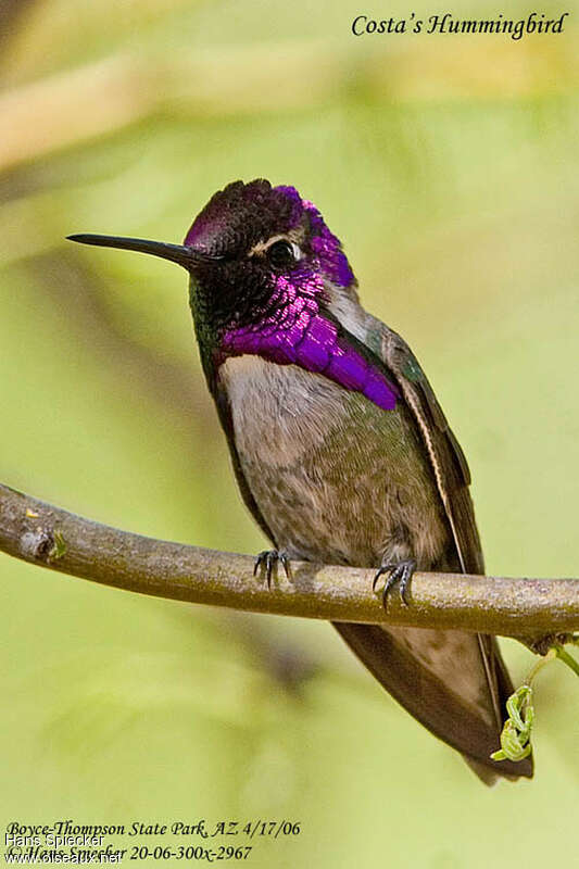 Costa's Hummingbird male adult, identification