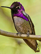 Costa's Hummingbird