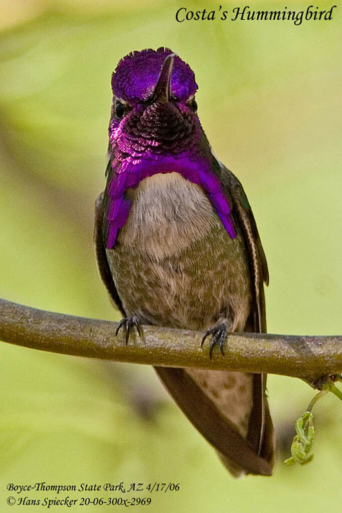 Costa's Hummingbird male adult