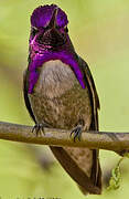 Costa's Hummingbird