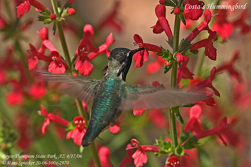 Colibri de Costa mâle adulte