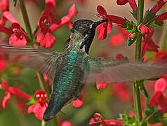 Costa's Hummingbird